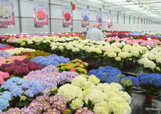 Behalve hortensia's voor de snij beschikt HBA ook over een breed assortiment pothortensia's.